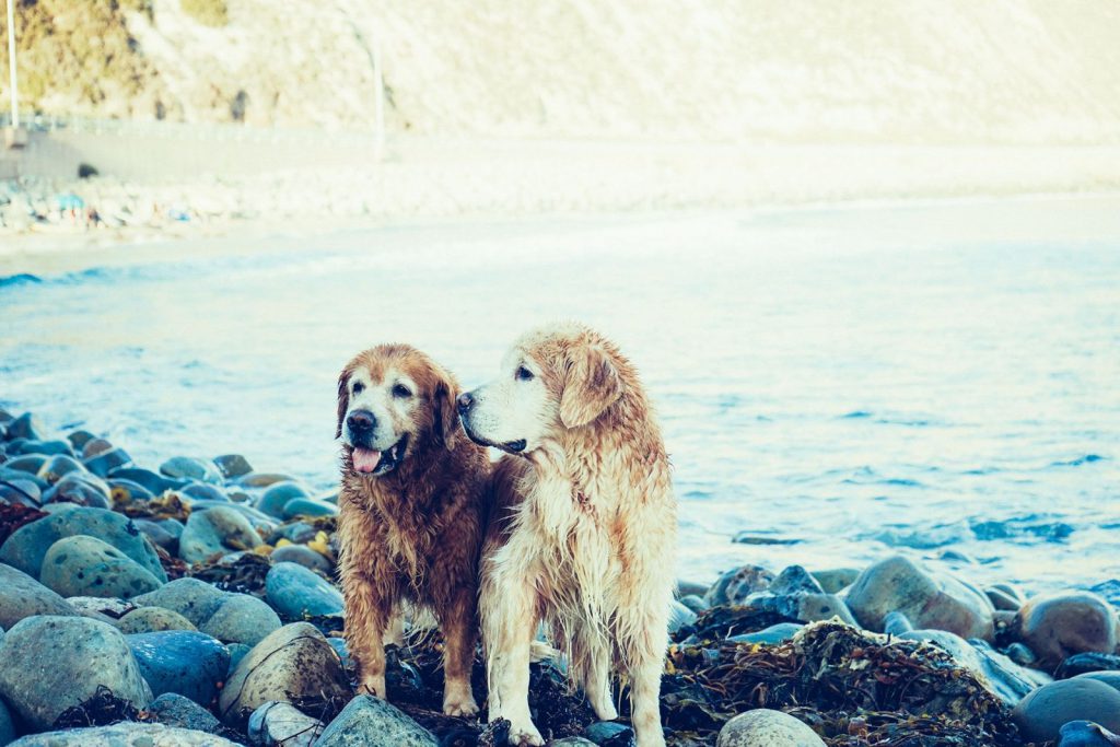 Two dogs standing on rocks by water